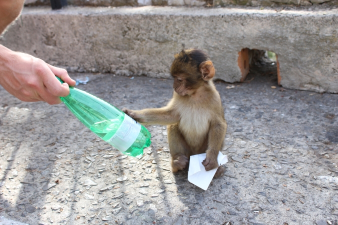 Young macaque accepting a bottle of sparkling water and a ticket to tour St. Michael's cave.
