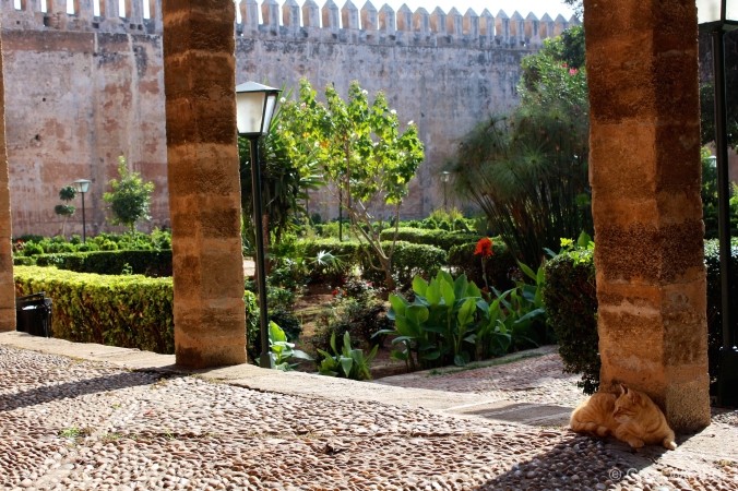 Cat lounging in the Kasbah gardens, Rabat.
